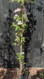 Hellrosa Bergwaldrebe - Clematis montana 'Rubens'