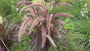 Lampenscheinergras - Pennisetum advena 'Rubrum'