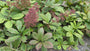 Konteradmiral - Rodgersia Aesculifolia
