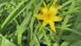 Bio-Taglilie - Hemerocallis 'Stella de Oro'