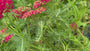 Bio Schafgarbe - Achillea millefolium 'Paprika'