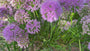 Zierzwiebel - Allium 'Millenium'