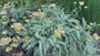 Gelbe Schafgarbe - Achillea filemdupila