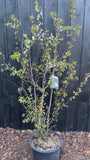Mehrstämmige rotblättrige Kirschpflaume - Prunus cerasifera 'Nigra'