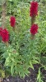 Scharlachrote Lobelie (rot) - Lobelia cardinalis