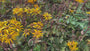 Greiskraut - Ligularia dentata 'Desdemona'