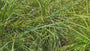 Gewöhnliche Straßensegge - Carex spicata
