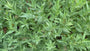 Bio Blue Star - Amsonia 'Blue Ice'