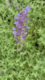 Katzenminze (große Sorte 70 cm) - Nepeta x faassenii 'Six Hills Giant'