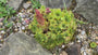 Donnerblatt - Sempervivum tectorum