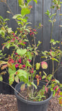 Wilder Kernbeißer - Euonymus europaeus 'Red Cascade'