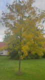 Gelbe Falsche Christusdorn - Gleditsia triacanthos 'Sunburst' Hochstamm
