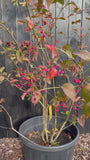 Wilder Kernbeißer - Euonymus europaeus 'Red Cascade'