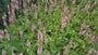 Viperwurzel/Knöterich (Rosa, Höhe 60–80 cm) – Persicaria bistorta