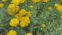 Gelbe Schafgarbe - Achillea filemdupila