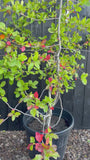 Schwarzer Tupelobaum - Nyssa Sylvatica
