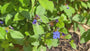 Gefilztes Hornkraut - Cerastium tomentosum