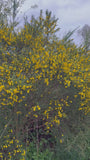 Ginster (heimisch) - Cytisus praecox TIP