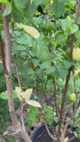 Gelber Biberbaum - Magnolia 'Yellow Bird'