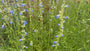 Salbei (Hohe Sorte 150 cm) - Salvia Uliginosa