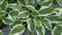 Herzlilie - Hosta 'Patriot'