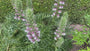 Dorniger Bärenklau - Acanthus spinosus