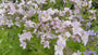 Glockenblume - Campanula lactiflora 'Loddon Anna'