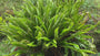 Bio-Zungenfarn – Asplenium Scolopendrium