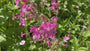 Taglichtnelke - Silene dioica