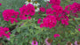 Phlox 'Starfire' (Höhe 90 cm, Rot)