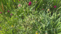 Wiesenkrone - Knautia macedonica