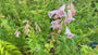Schlangenkopf - Penstemon 'Apple Blossom'