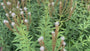 Schwarzer Ehrenpreis - Veronicastrum virginicum 'Roseum'