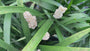 Liliengras - Liriope muscari 'Monroe white'