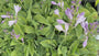 Bunte Herzlilie - Hosta 'Undulata Albomarginata'