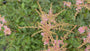 Muskelstrauch - Astilbe 'Hennie Graafland'