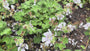 Storchschnabel - Geranium renardii