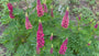 Lupine - Lupinus 'Gallery Pink'