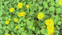 Arnika - Arnica montana