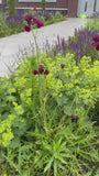 Bio-Schöner Frauenmantel – Alchemilla mollis TIPP