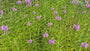 Gelenkblume (rosa/rot) - Physostegia virginiana 'Bouquet Rose'
