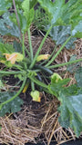 Zucchini - Cucurbita pepo