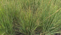 Bio-Pfeifenstroh - Molinia caerulea 'Heidebraut'
