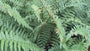 Bio-Männchenfarn - Dryopteris filix-mas
