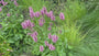 Bio Wollziest - Stachys byzantina