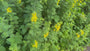 Großer Falke - Lysimachia vulgaris