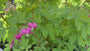 Gebrochenes Herz - Dicentra spectabilis