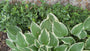 Bunte Herzlilie - Hosta 'Undulata Albomarginata'