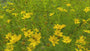 Mädchenaugen - Coreopsis verticillata