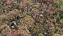 Pale Heaven's Key - Sedum telephium 'Atropurpureum'